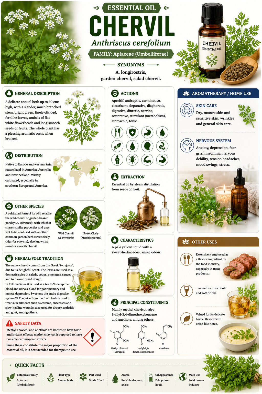 Essential Oil - Chervil