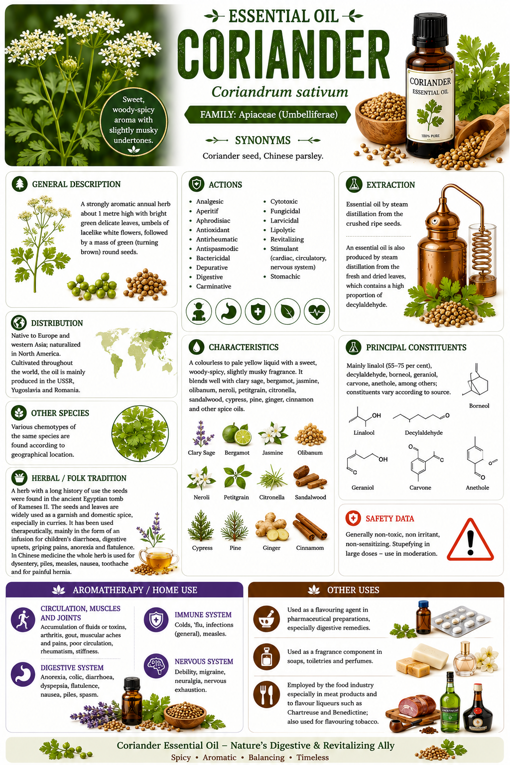 Essential Oil - Coriander 