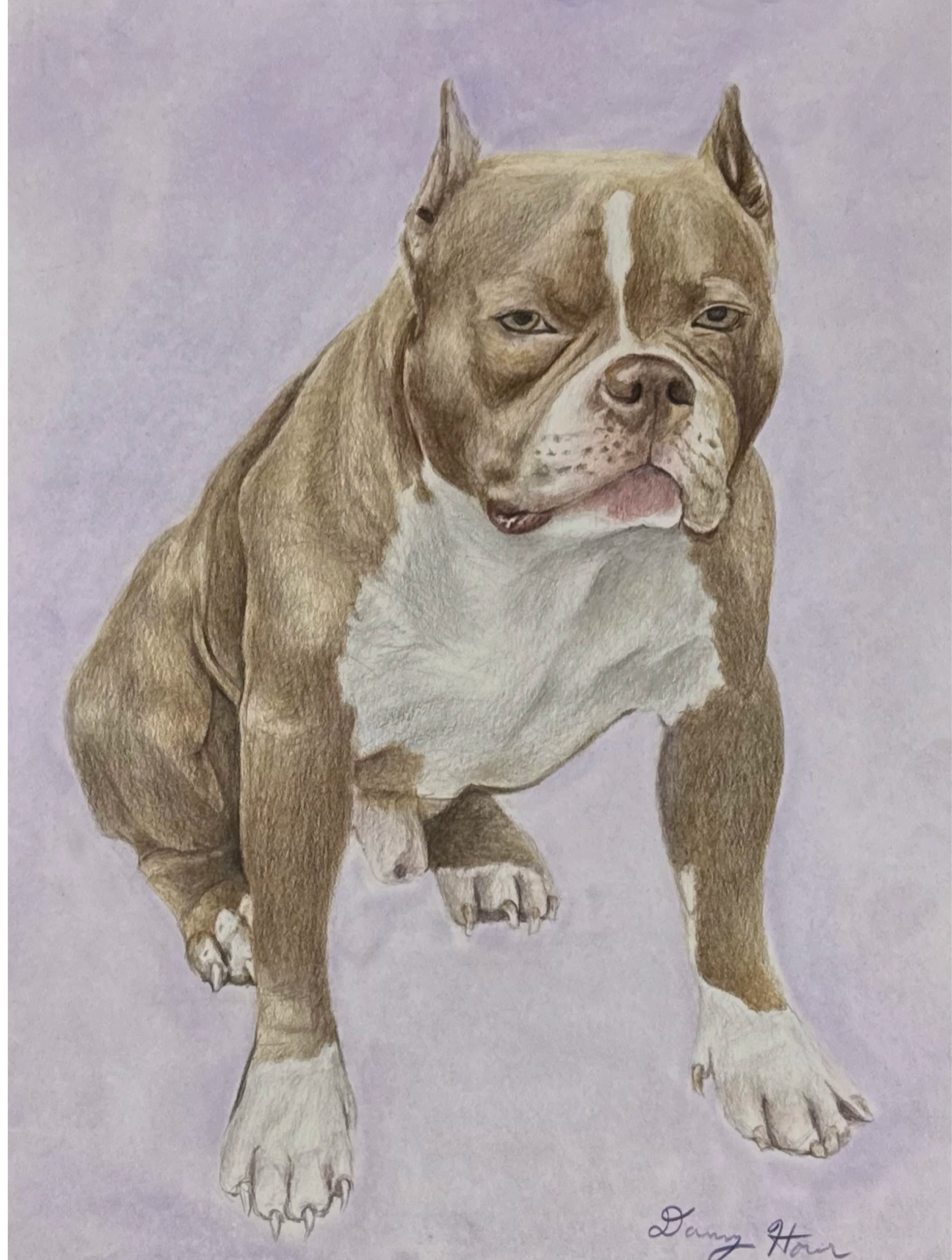 A detailed colored pencil drawing of a muscular, brown and white dog, likely a pitbull, sitting against a purple background. The dog has a serious expression, cropped ears, a white blaze on its face, and its front paws showing white fur.