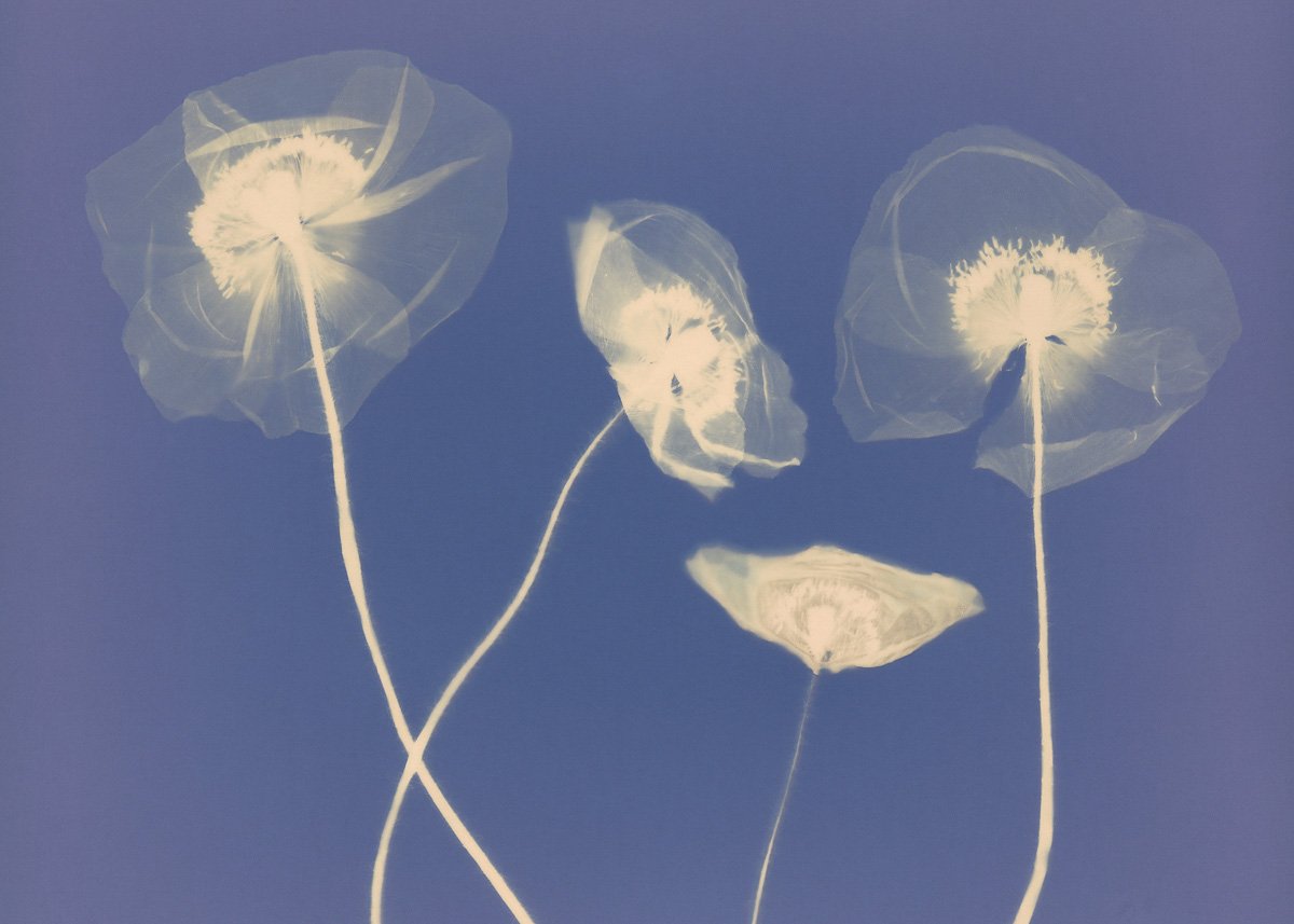 Veil