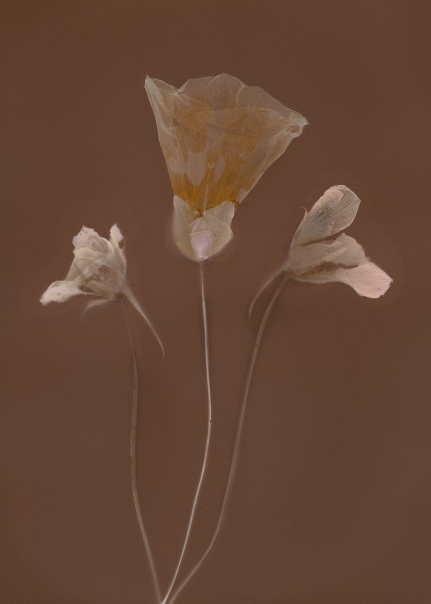 Wisp