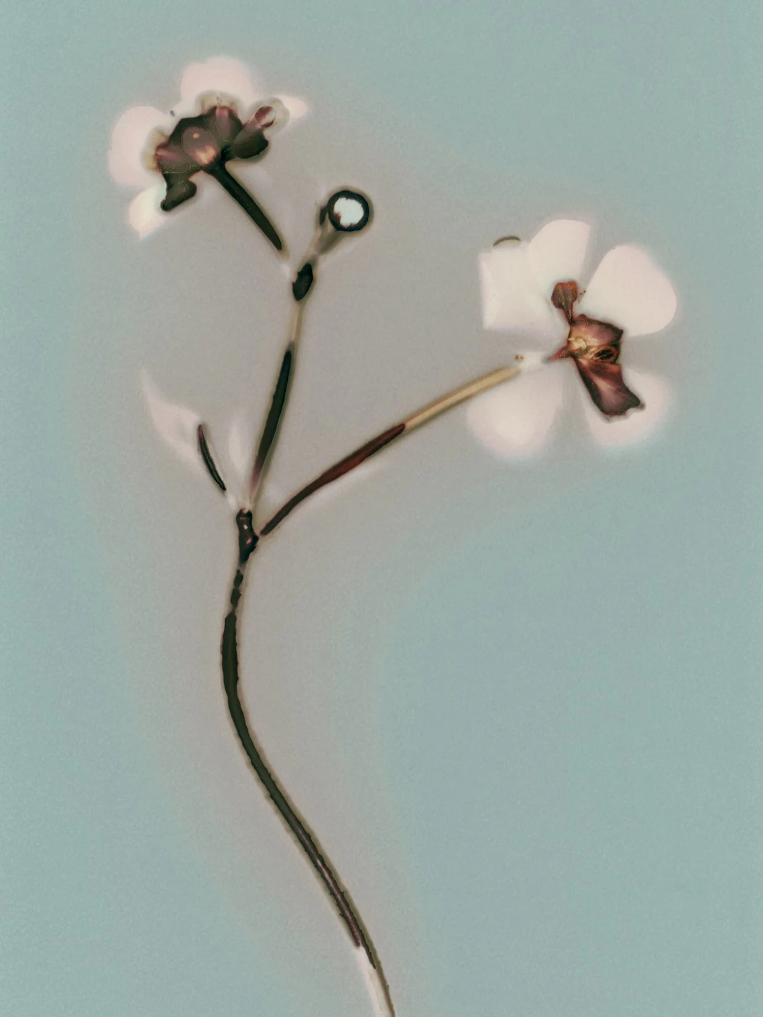 Glide.
One of ten images from my exhibition Glimmers, showing now at @little_rosie_parnell until 27th September.
Come and see it in person; a print holds something a screen never will. Get a coffee while you&rsquo;re there and take your time with the