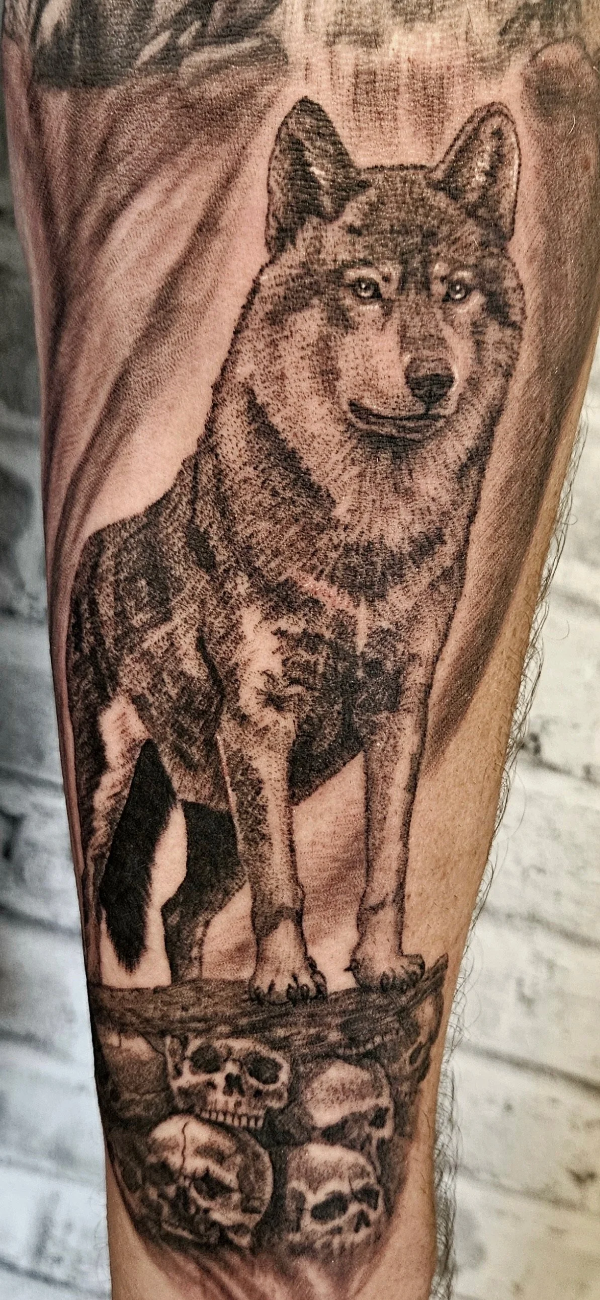 Tattoo of a wolf standing on a log, with skulls underneath.