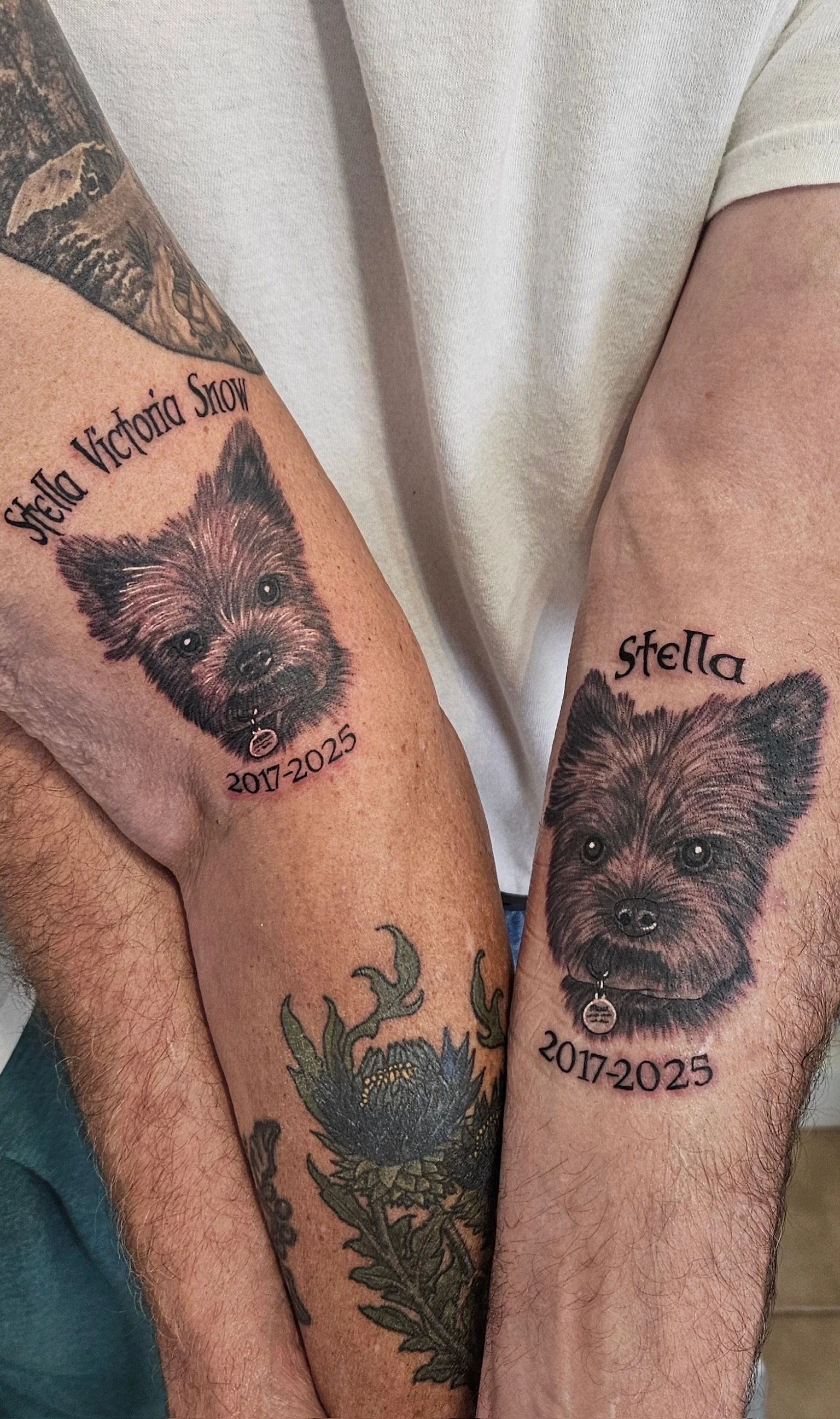 Close-up of two forearms with matching dog tattoos of a small, fluffy dog with the name Stella and the years 2017-2025. Animal portrait in black and grey realism. 