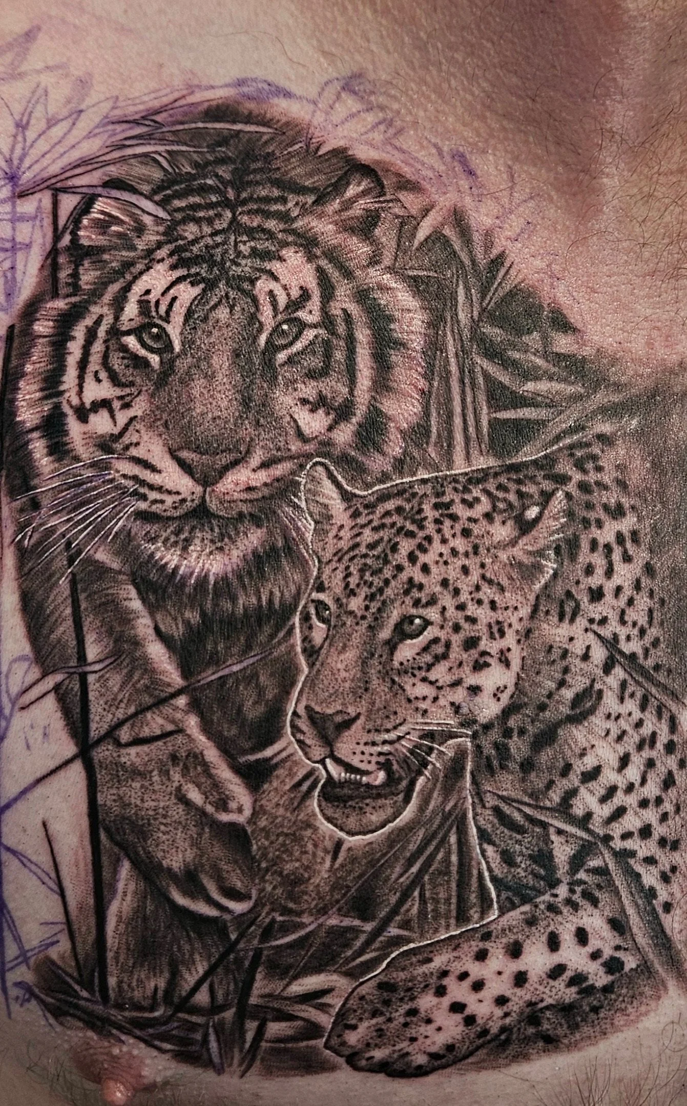 Tattoo of a tiger and a leopard on skin. Black and grey realism.