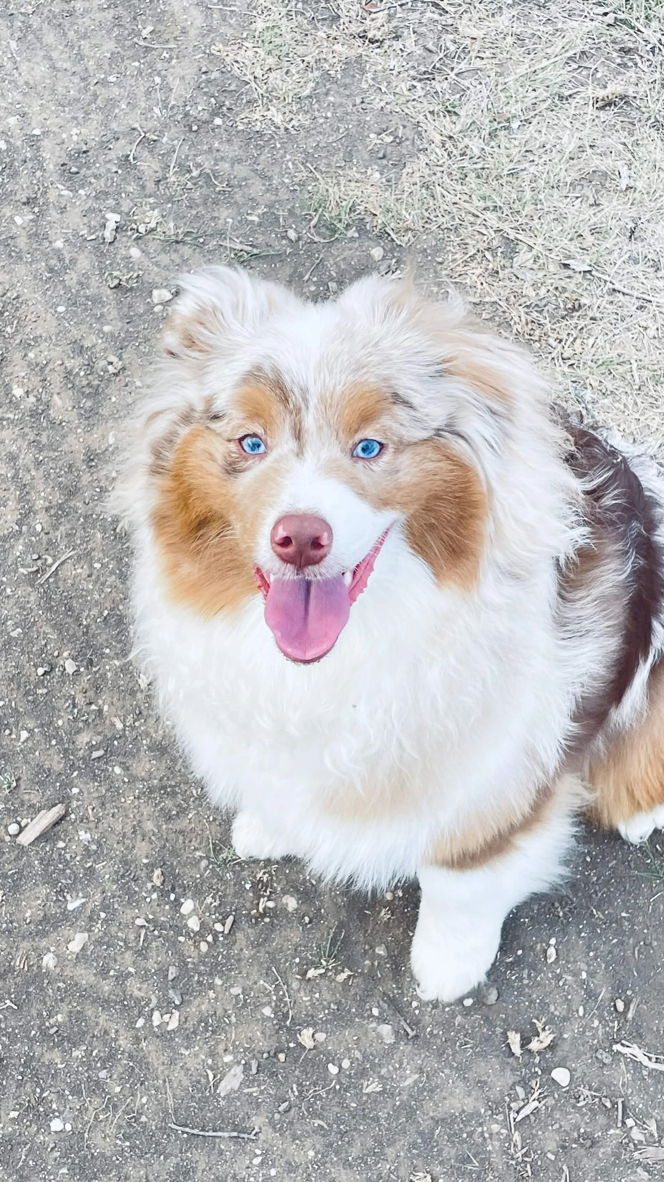 A happy Australian Shepherd dog with blue eyes, sitting outdoors on dirt ground, with dried grass in the background.