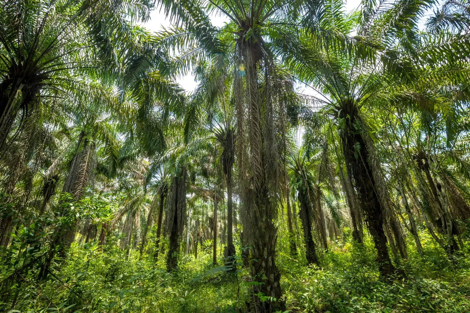 The East Nimba Nature Reserve is highlighted for its biodiversity and natural landscape. Its forests, mountains, wildlife and unique ecosystems provide opportunities for carefully managed ecotourism and conservation-linked investment.