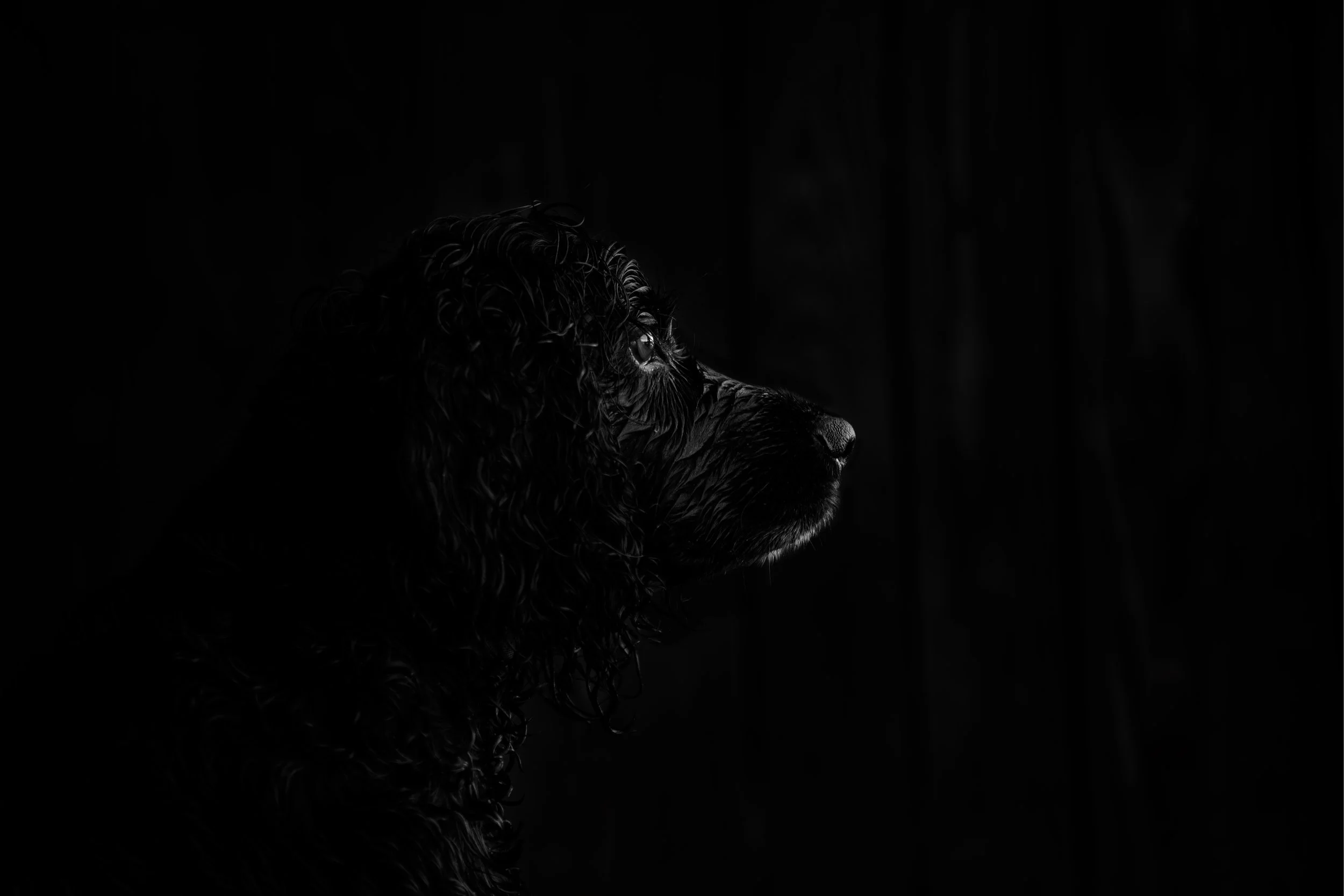 Shelly-Loki-001.jpg