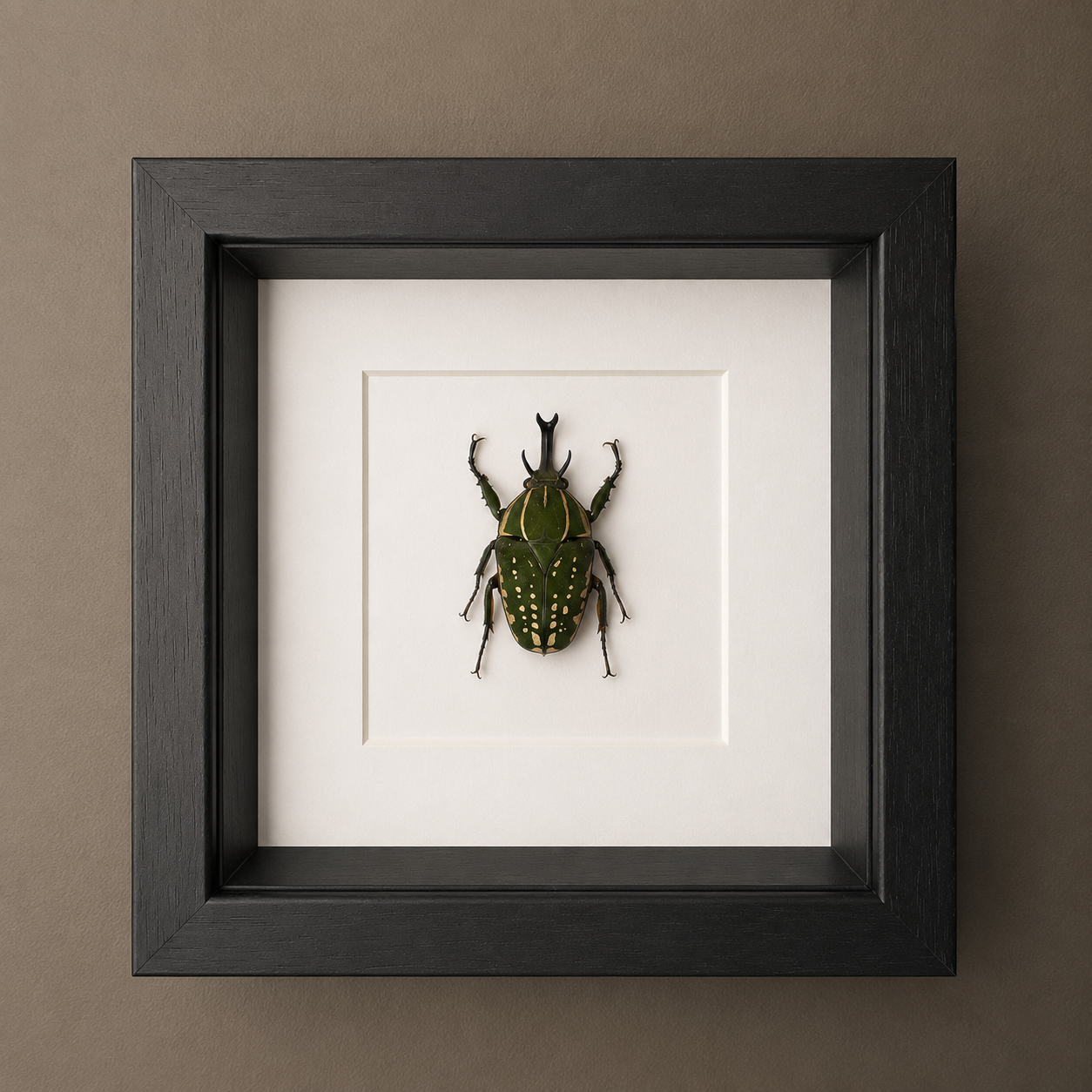 Mecynorrhina SP