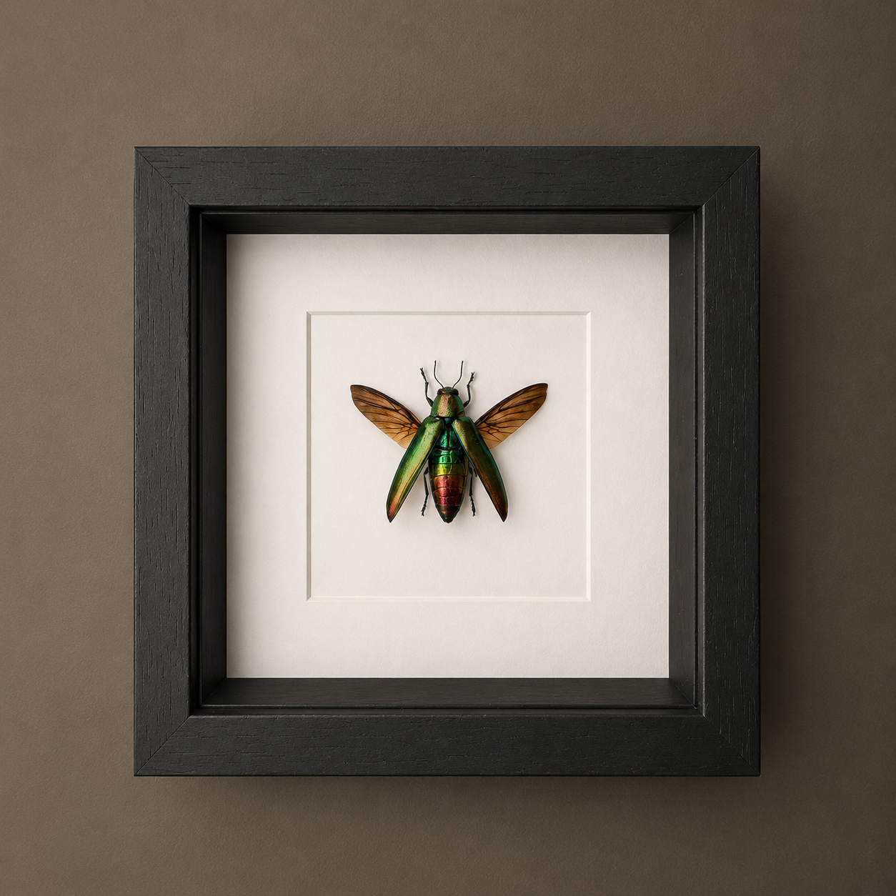 Chrysochoa Aurora