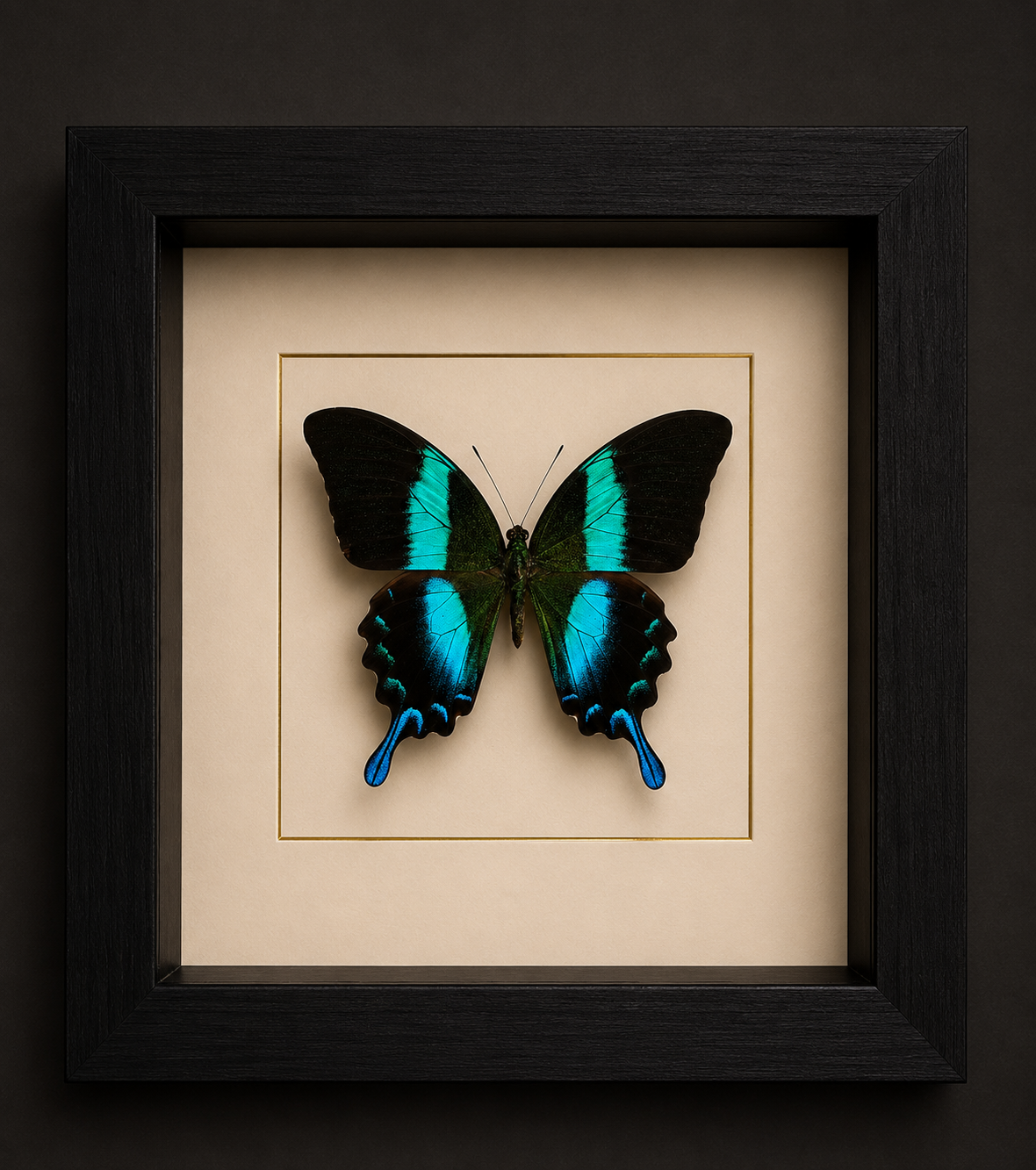 Papilio Blumei