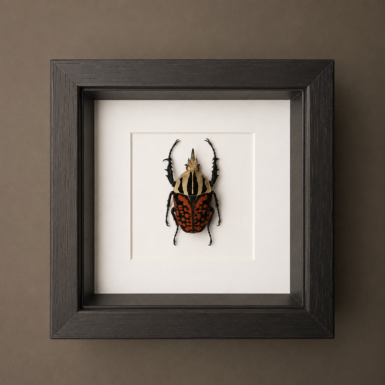 Mecynorrhina SP