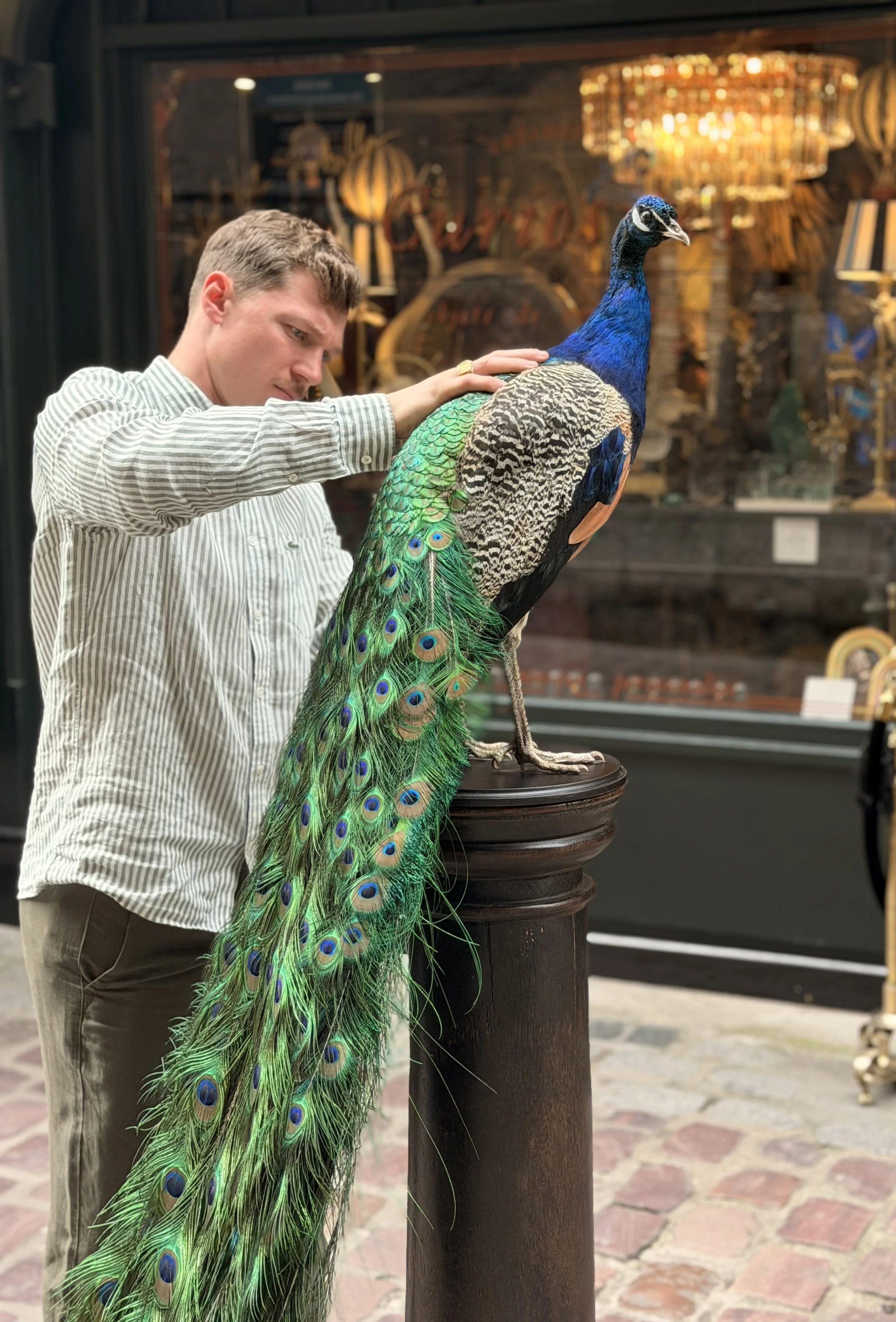 Un homme en chemise à rayures touche un paon coloré sur un piédestal en bois dans une boutique ou un musée.