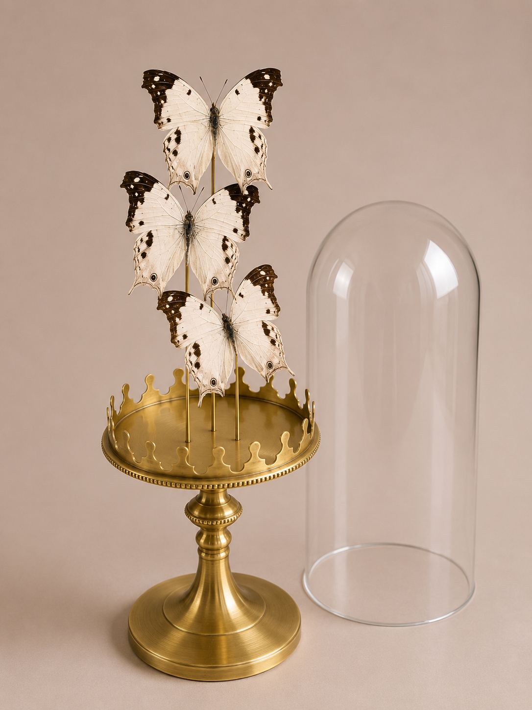 papillon blanc