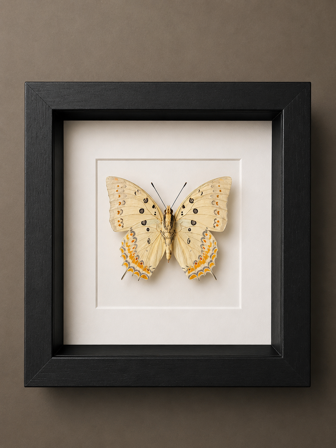 Polyura Delphis