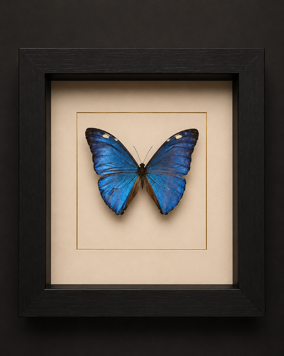 Morpho Adonis
