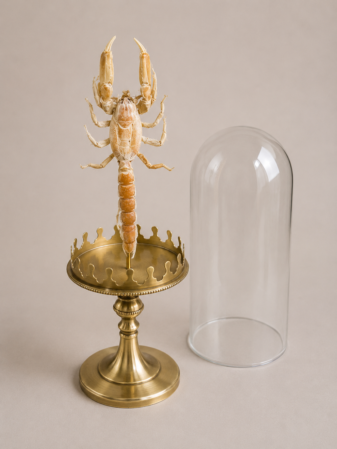 Scorpion de mer