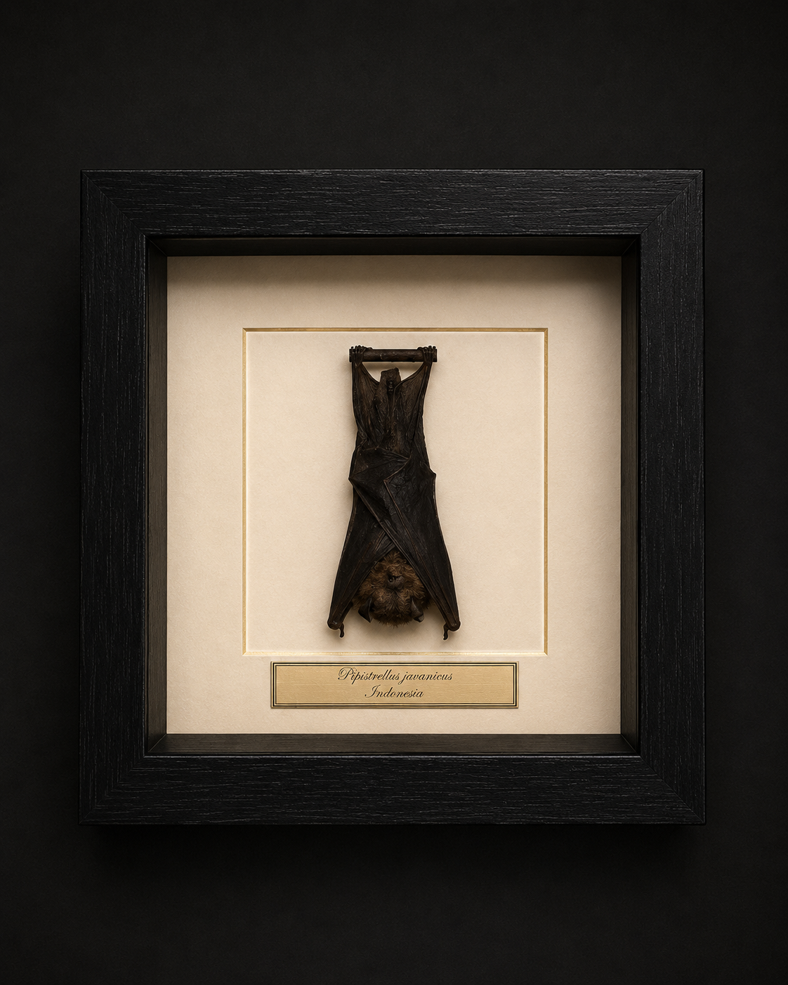 Pipistrellus Isuhlii