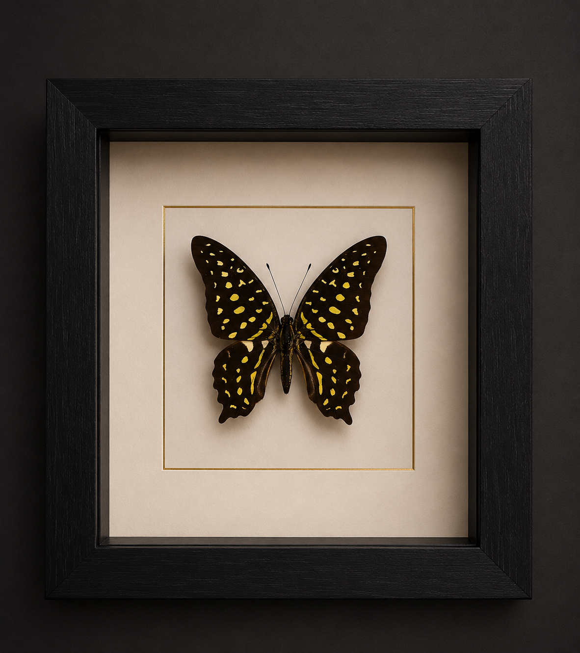 Graphium Agamemnon