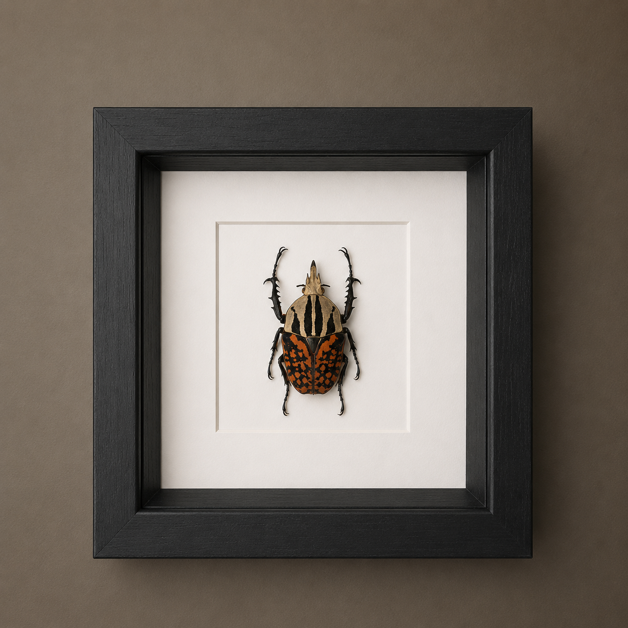 Mecynorrhina Oberthuri