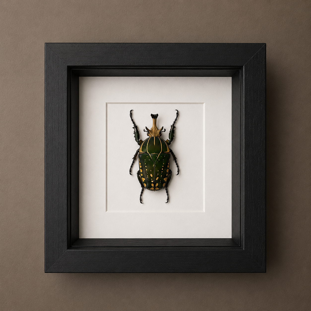 Mecynorrhina Polyphemus