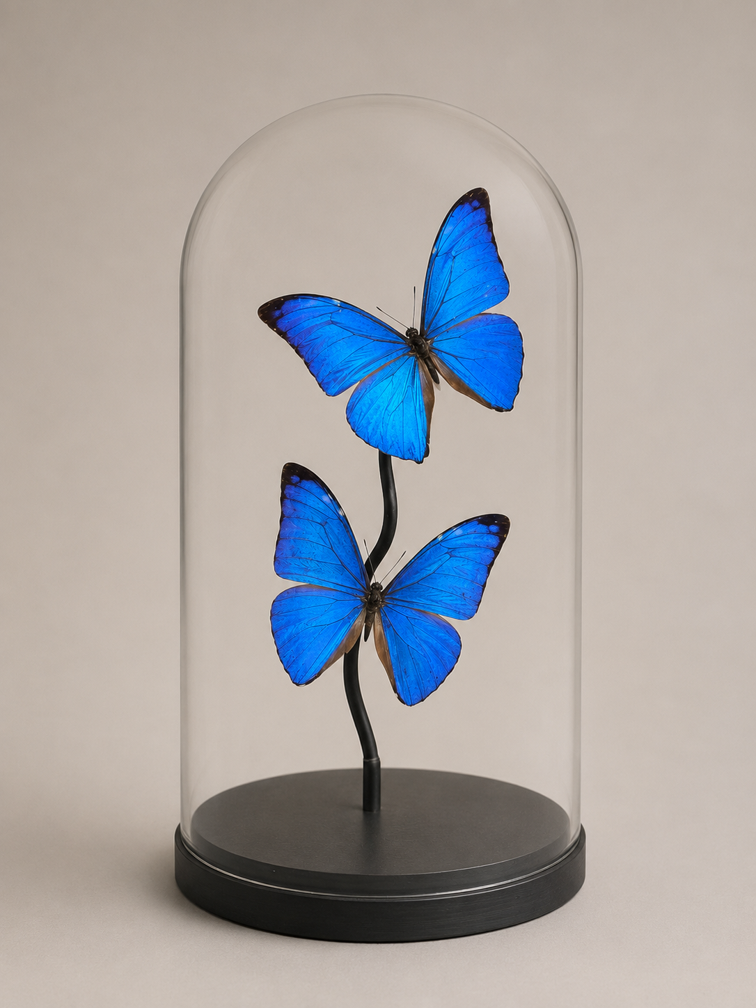 Globe 2 Morphos