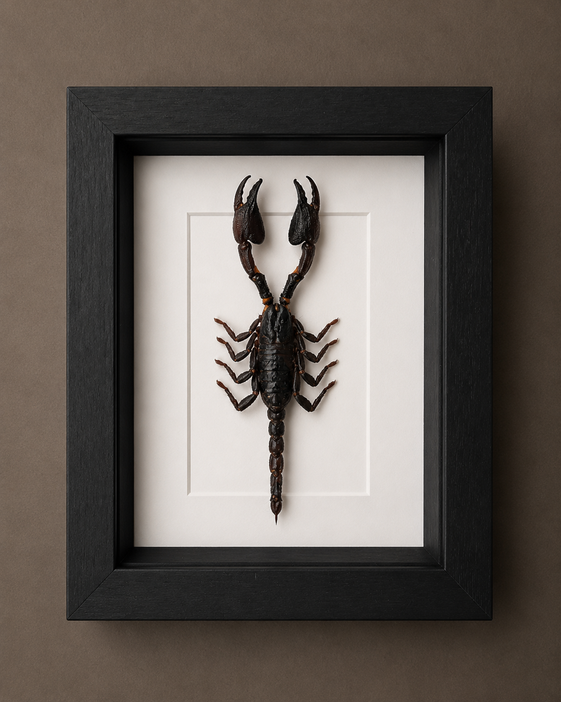 Scorpion