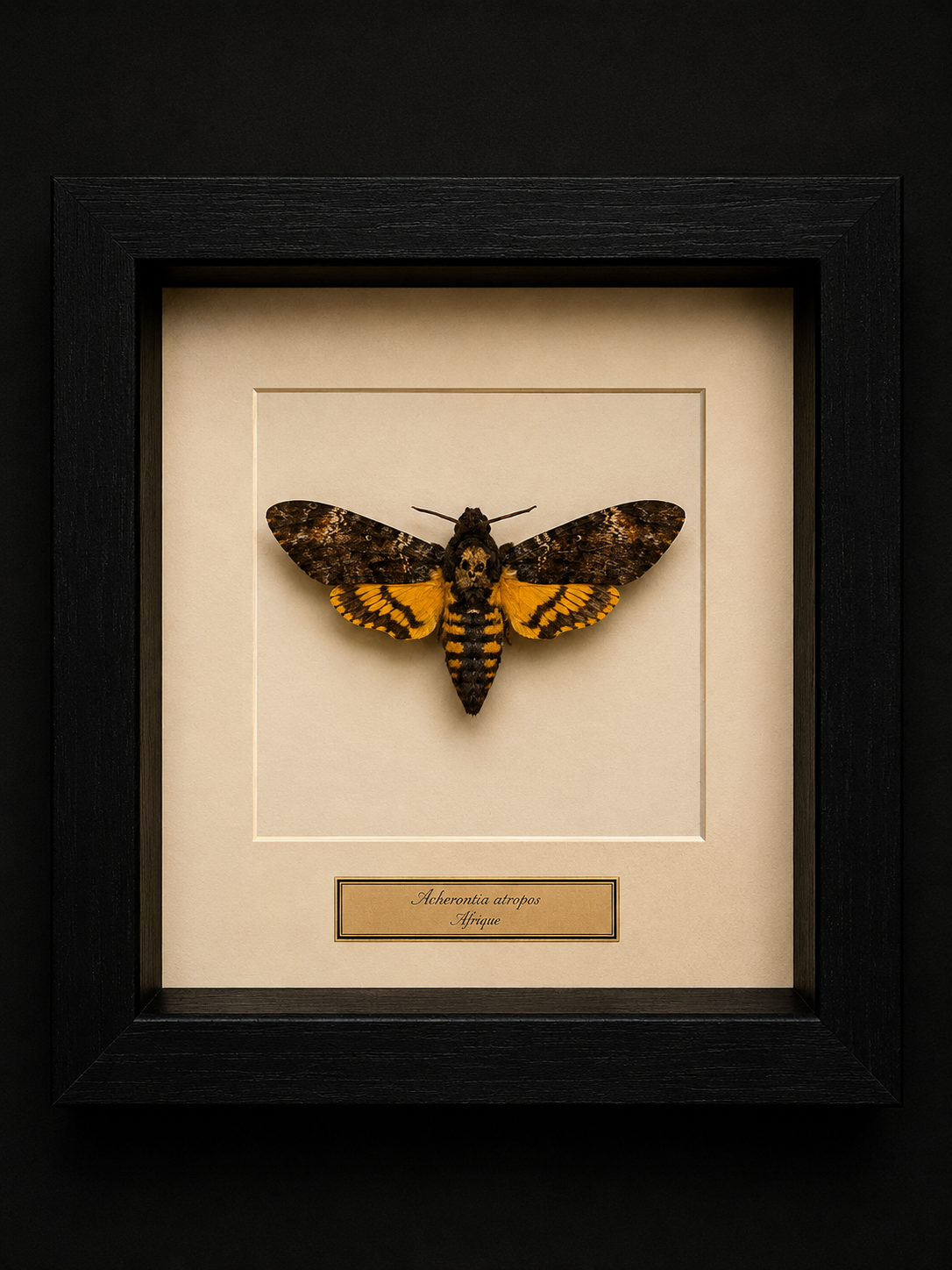 Acherontia Atropos