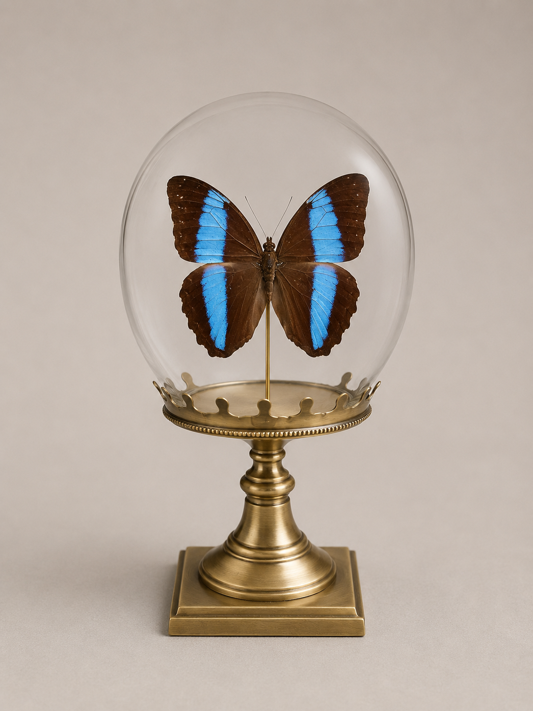 Bulle Morpho