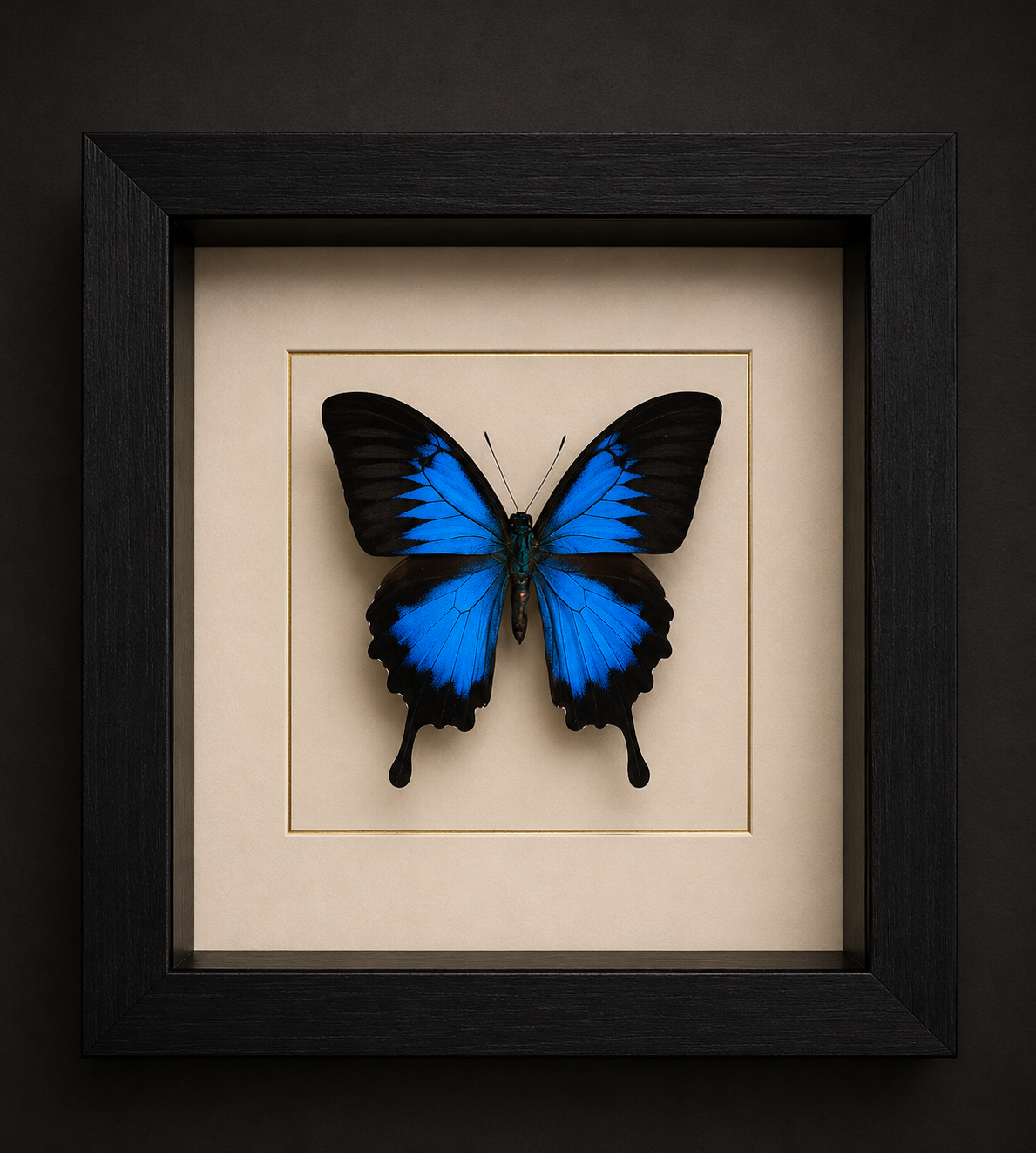 Papilio Ulysses