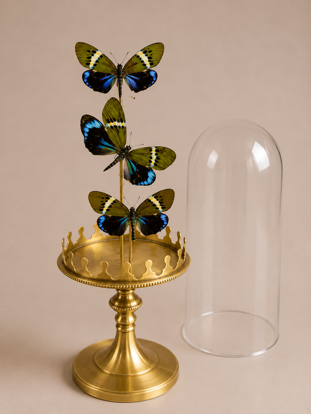 papillon bleu et vert