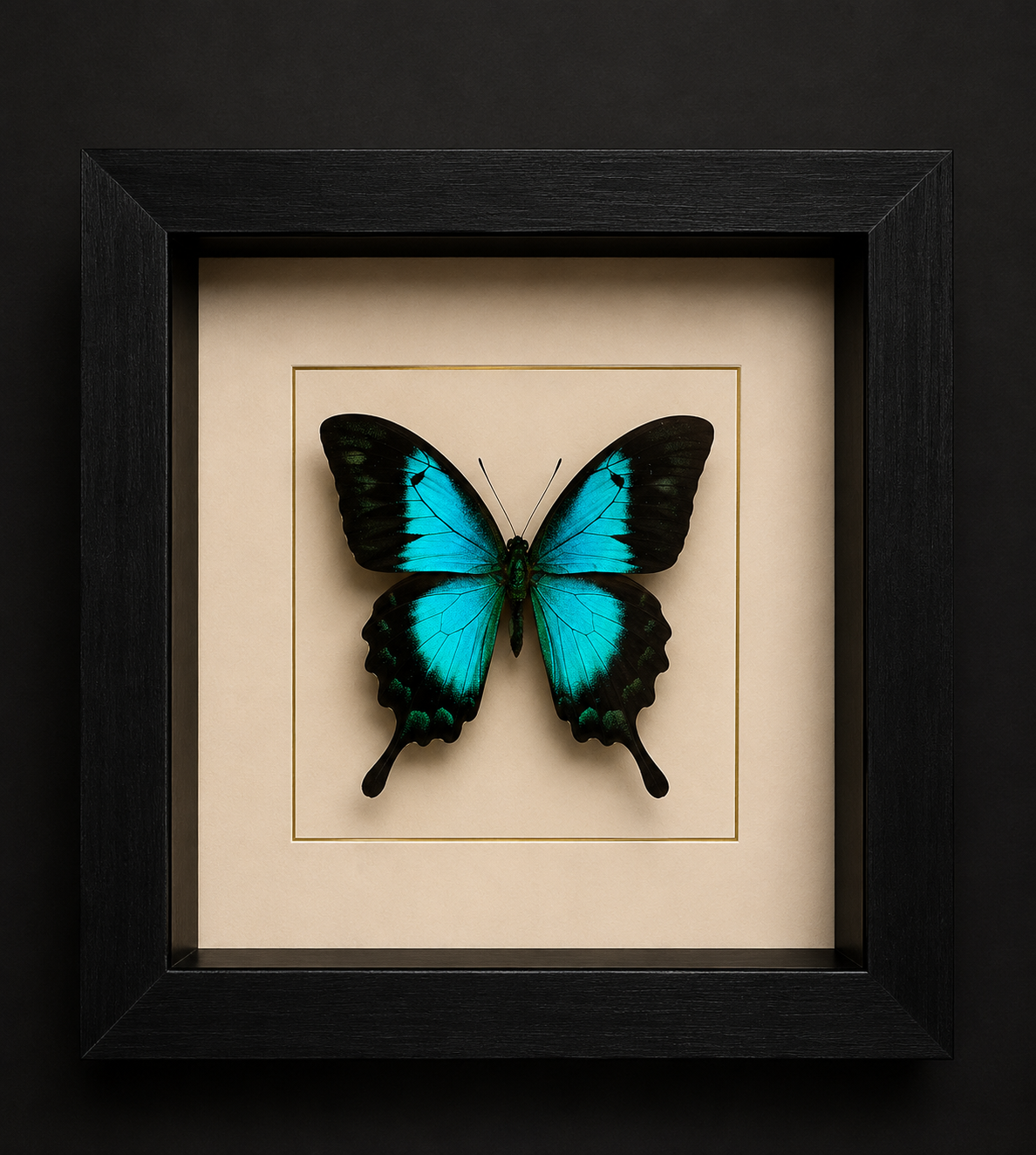 Papilio Lorquinianus