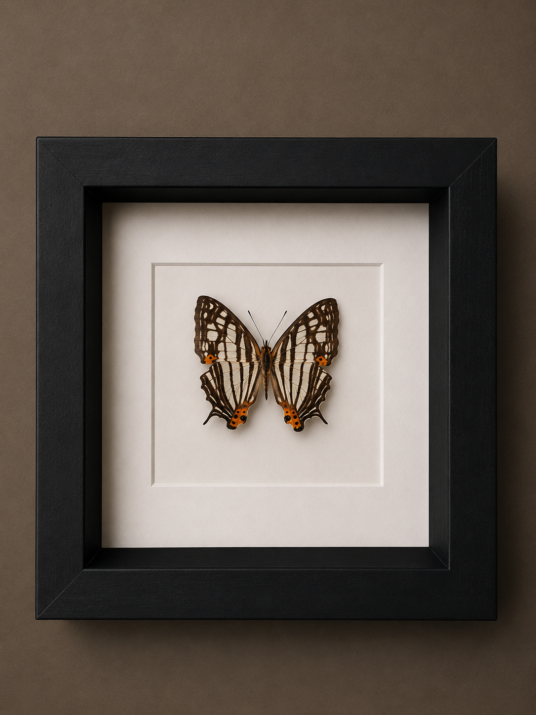 Cyrestis Maenalis