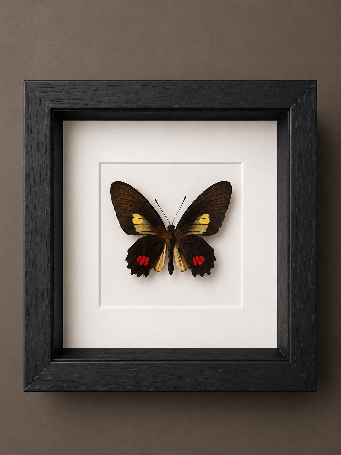 Parides Eracles