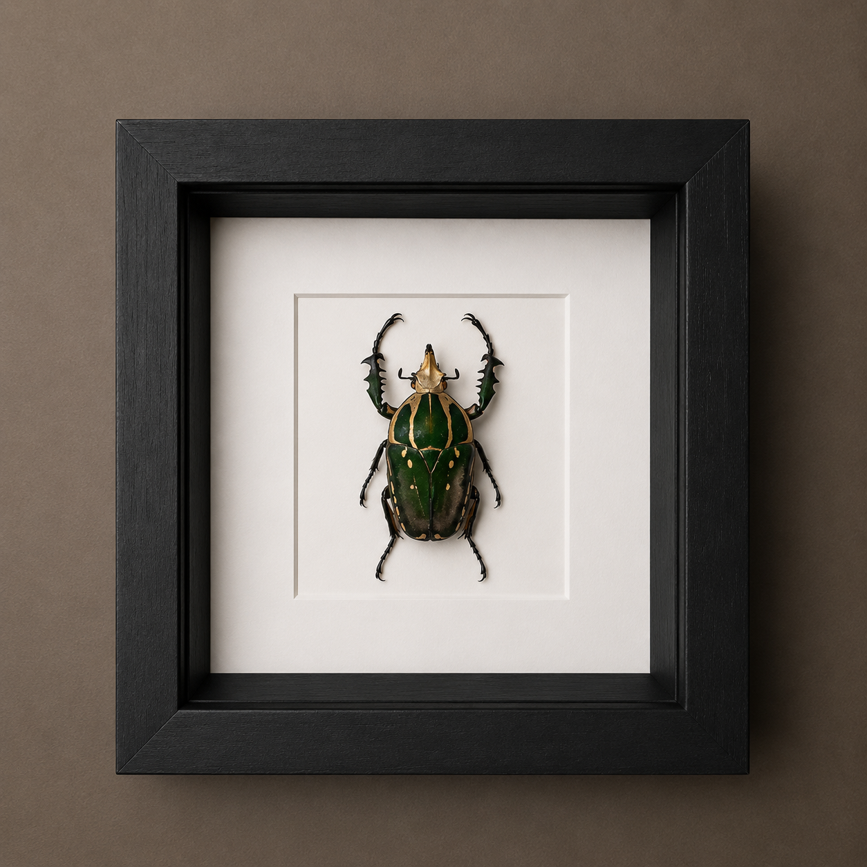Mecynorrhina Torquata