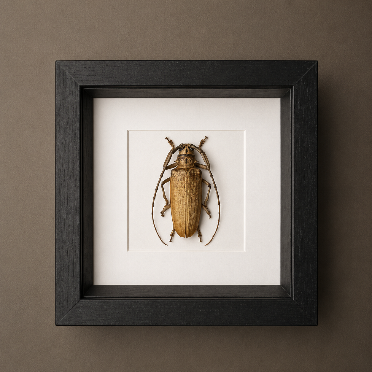Bactocera SP