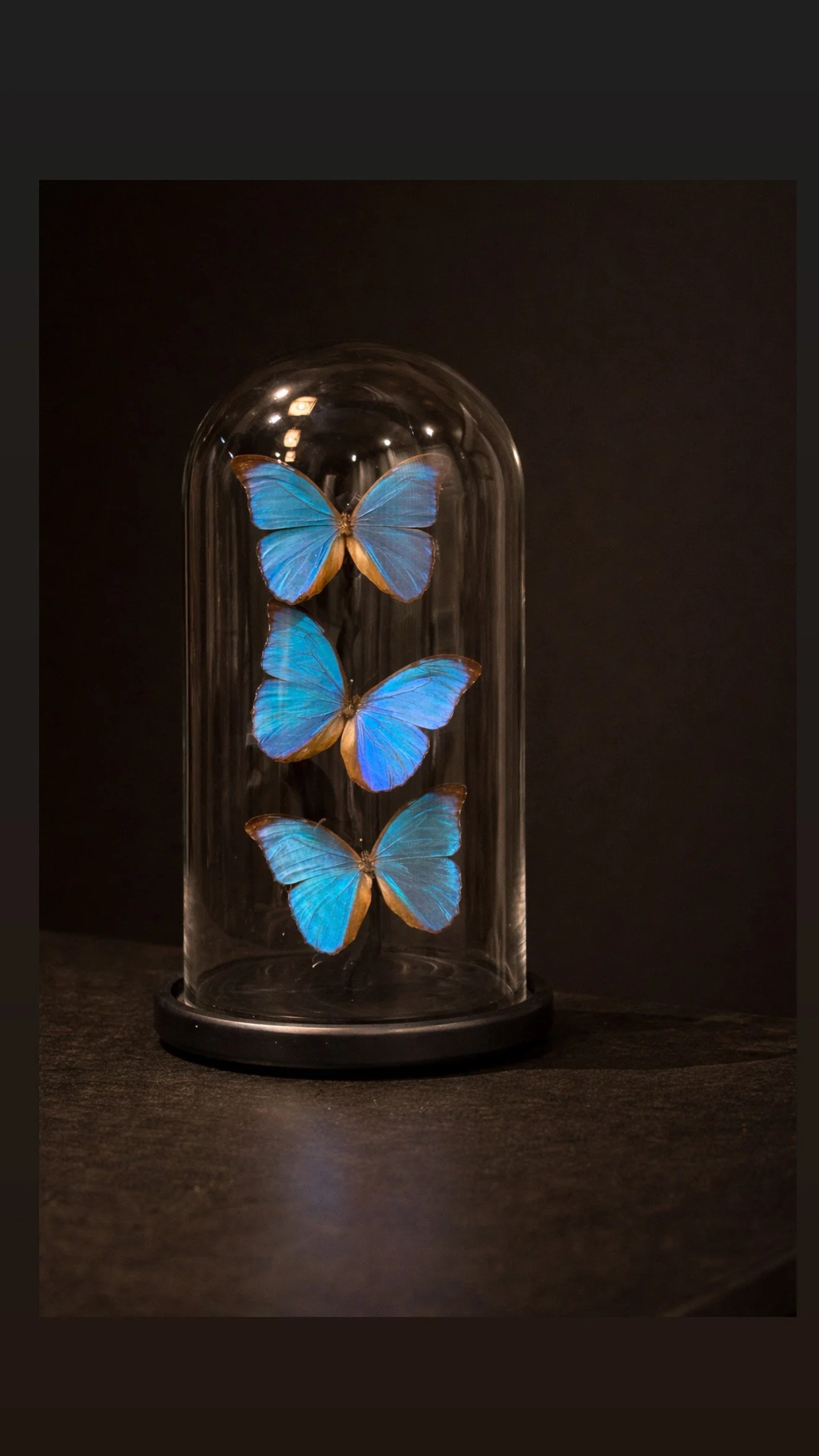 Globe 3 Morphos