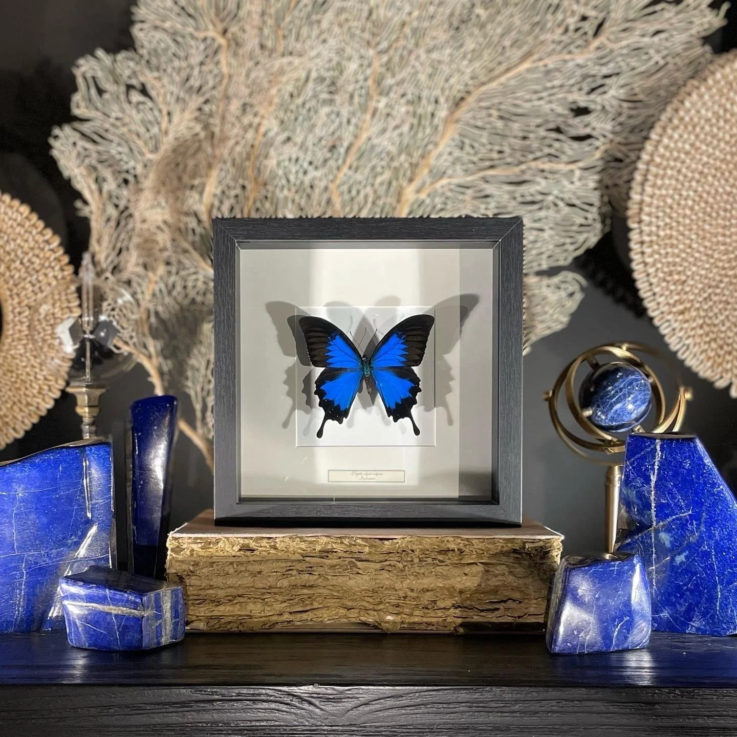 Papillon coloré bleu dans une vitrine sur un fond beige, entouré de décorations modernes bleues et or.