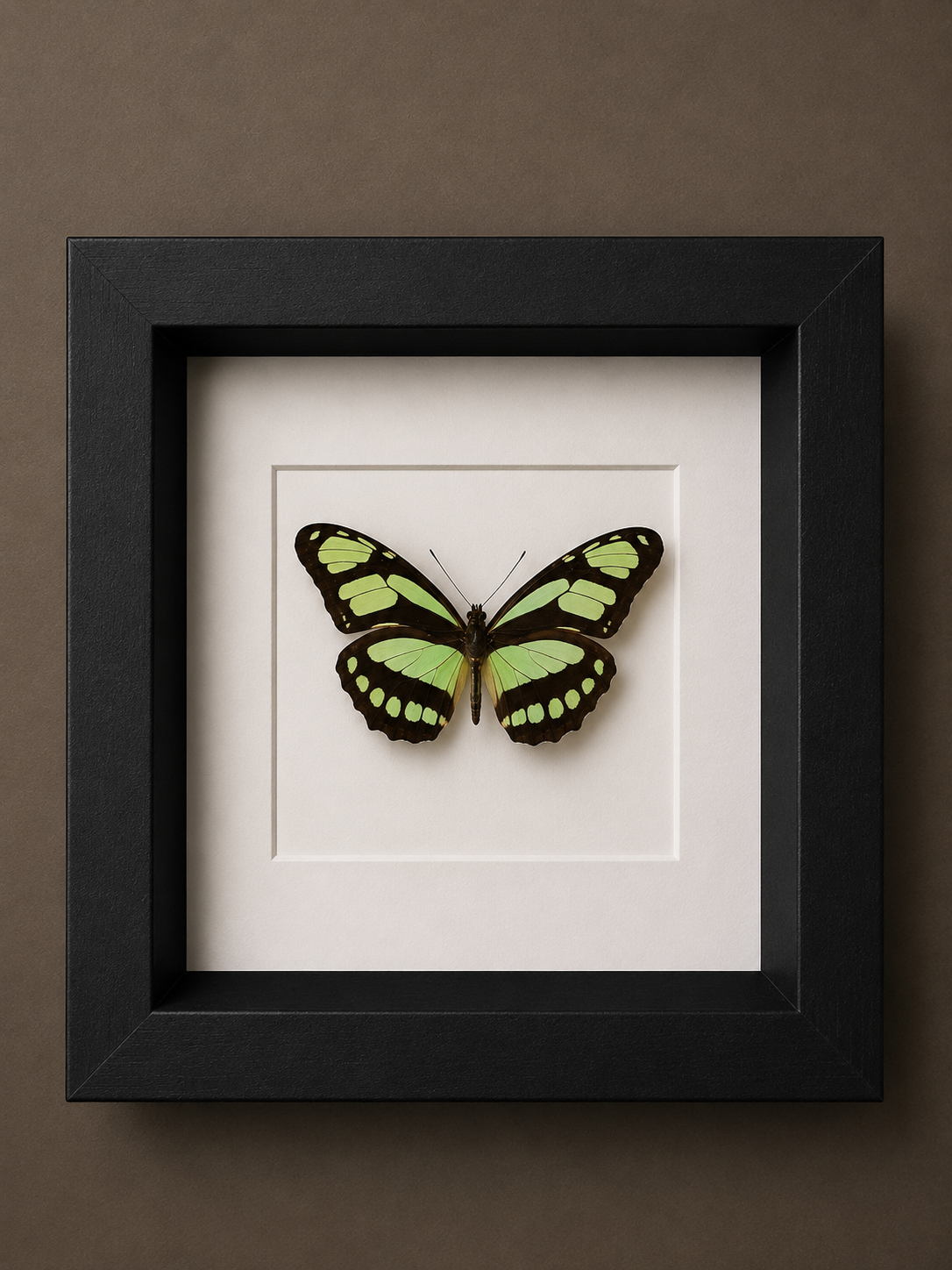Philaethria Pygmalion