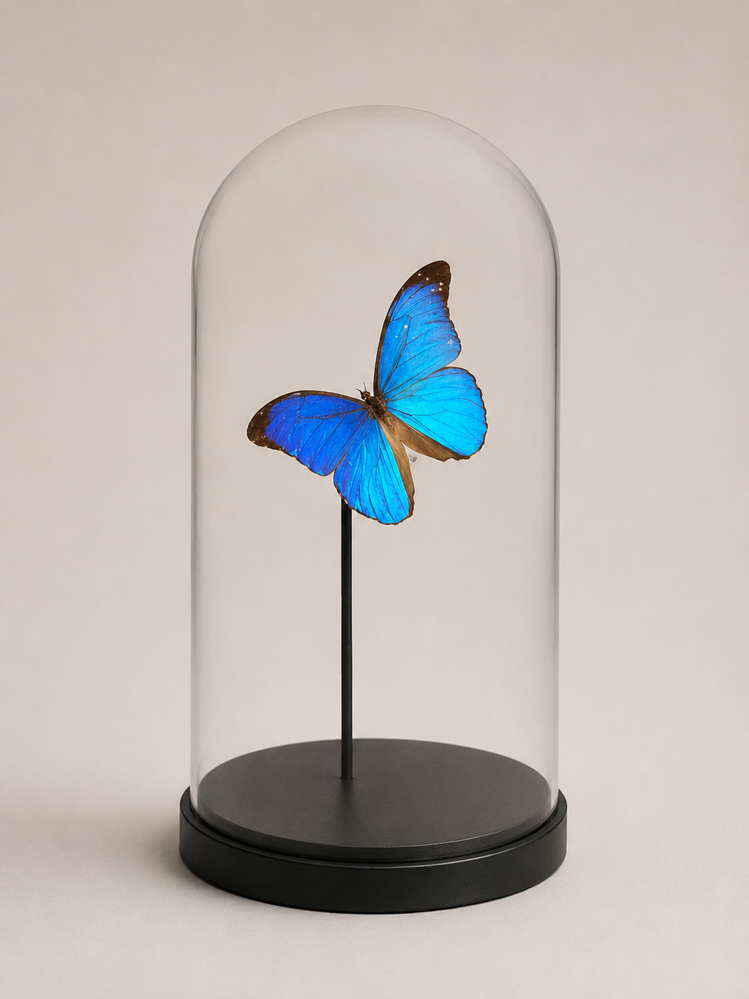 Globe 1 Morpho