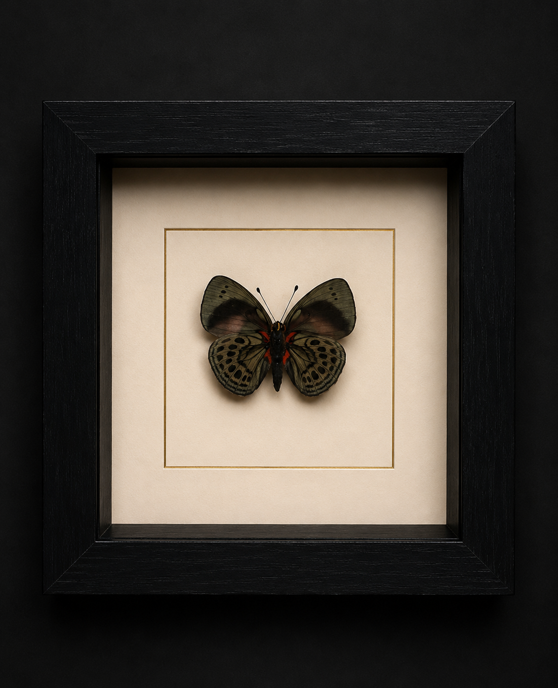 Asterope Leprieuri