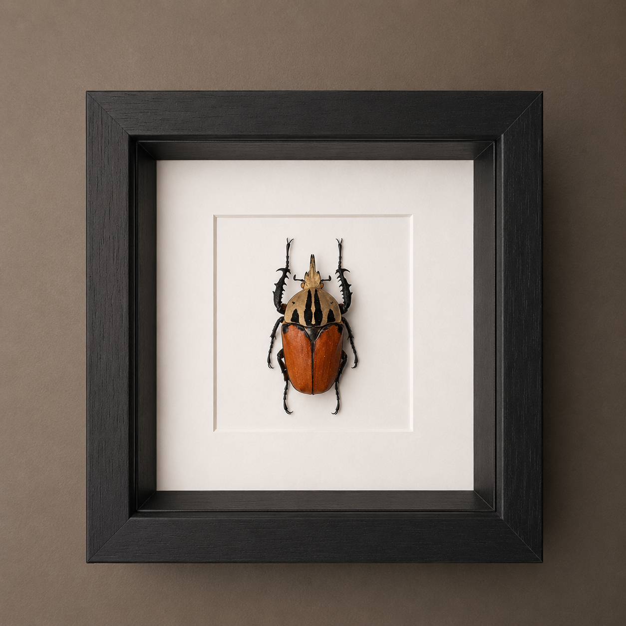 Mecynorrhina Oberthuri