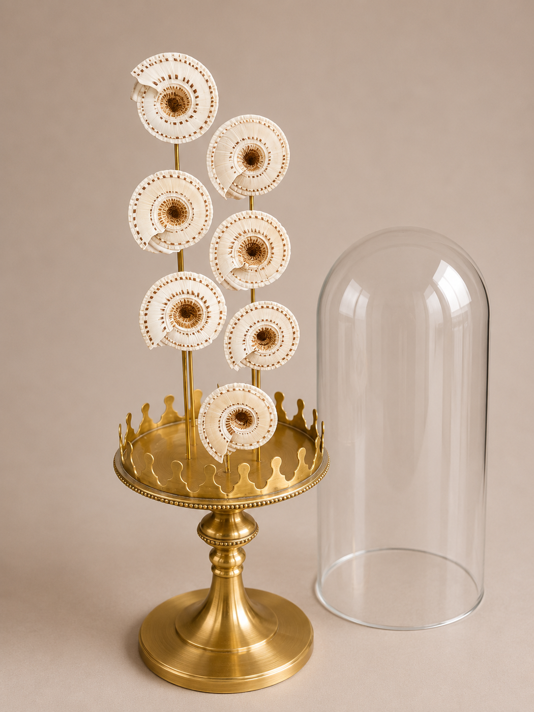 Coquillages