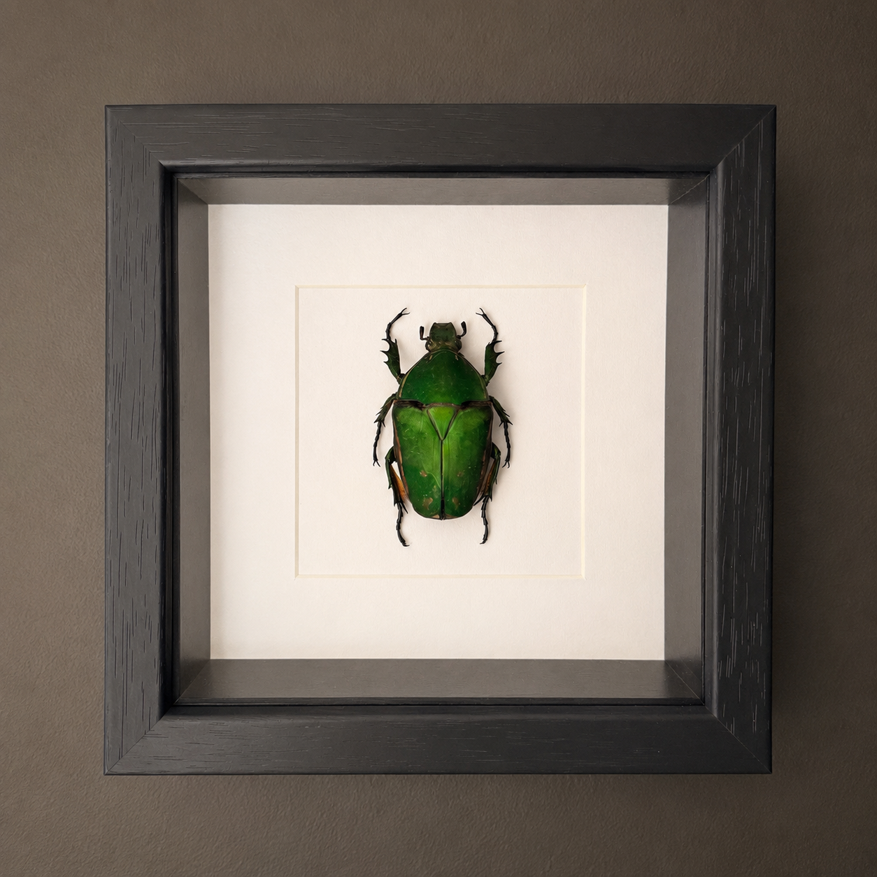 Mecynorrhina SP