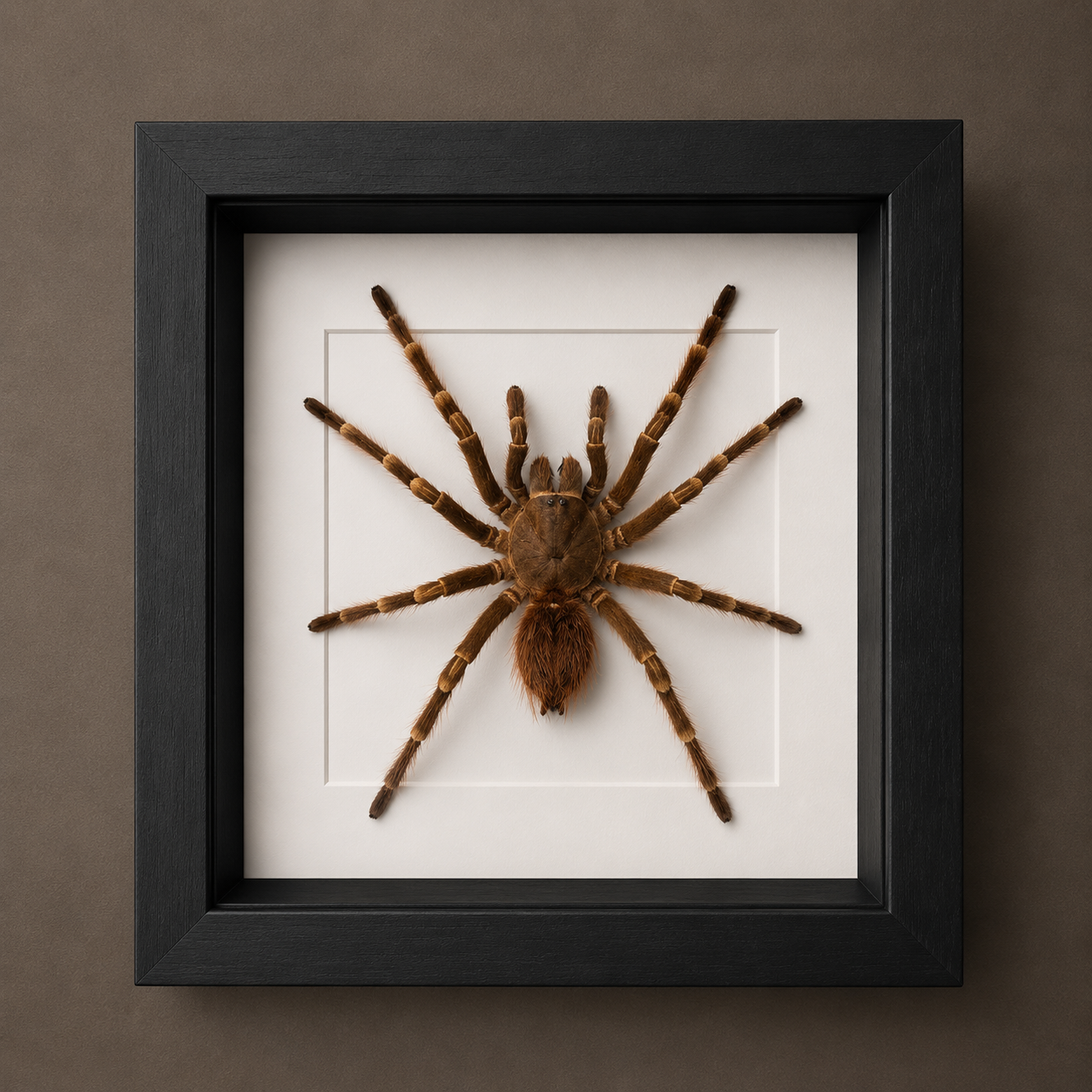 Teraphoseus