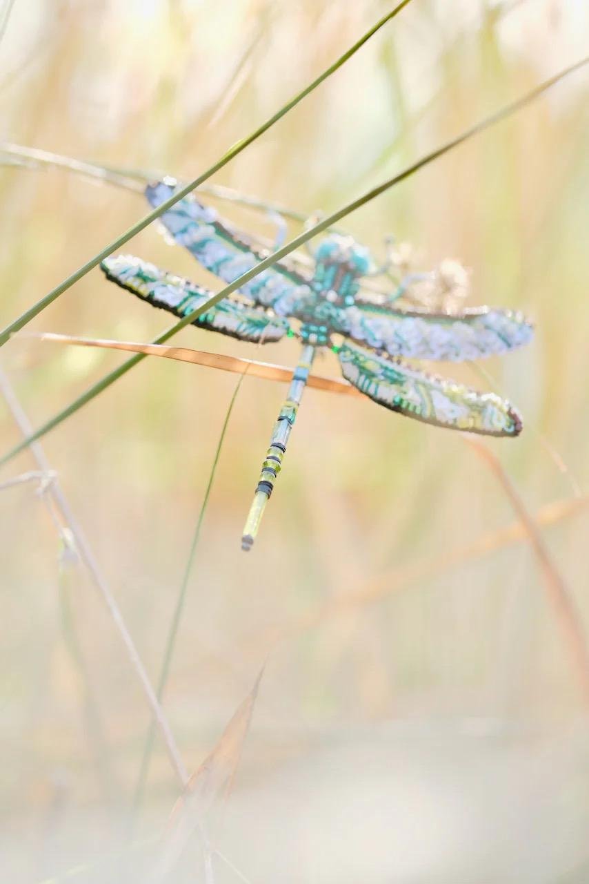 Une libellule colorée perchée sur de l'herbe dans un environnement naturel.