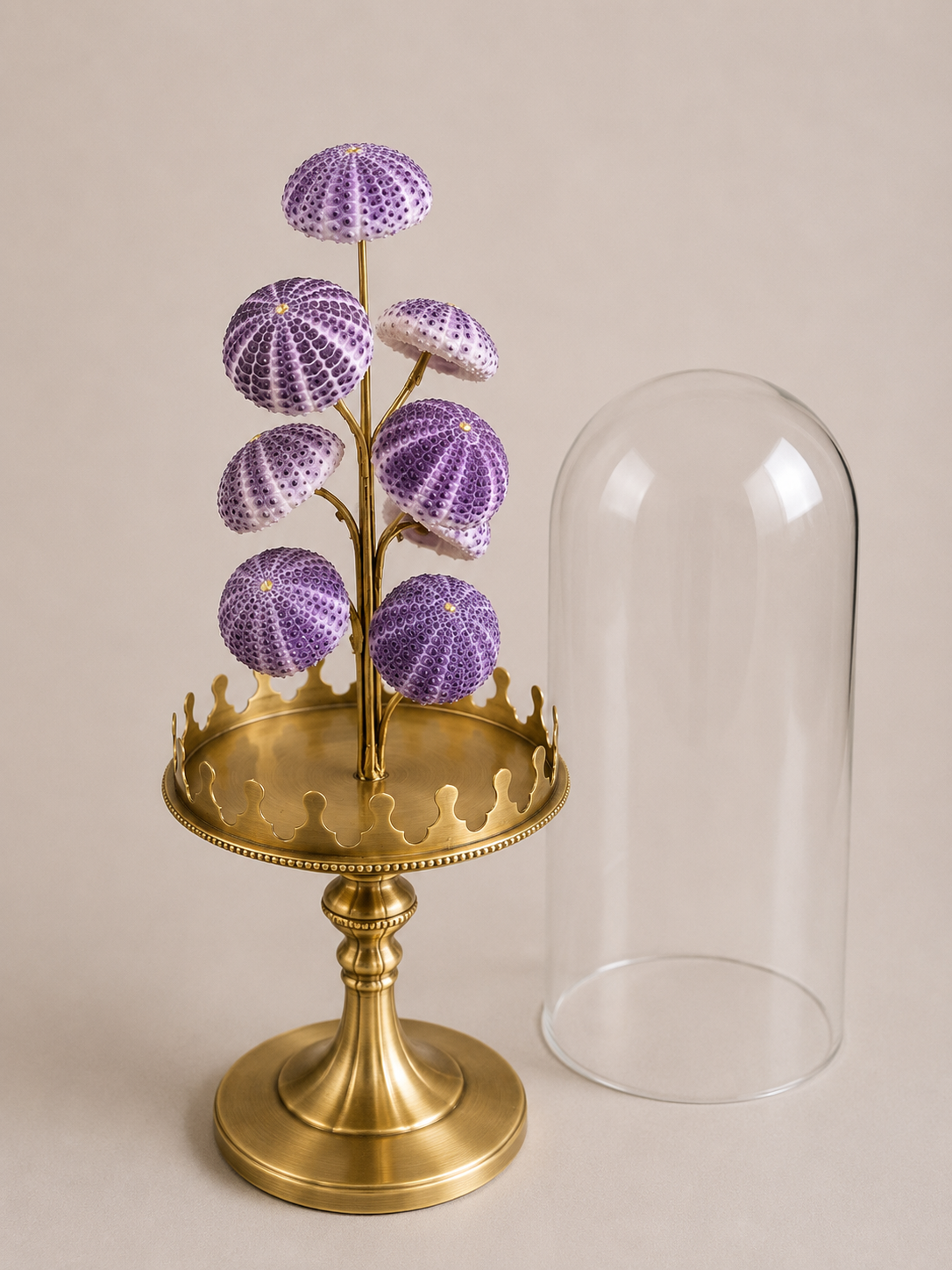Oursins violets