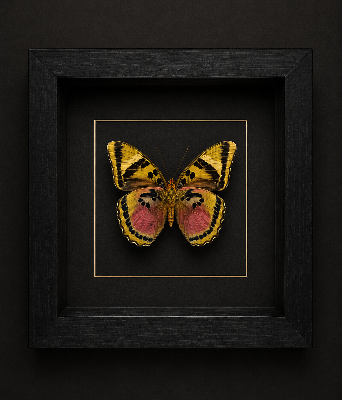 Euphaedra