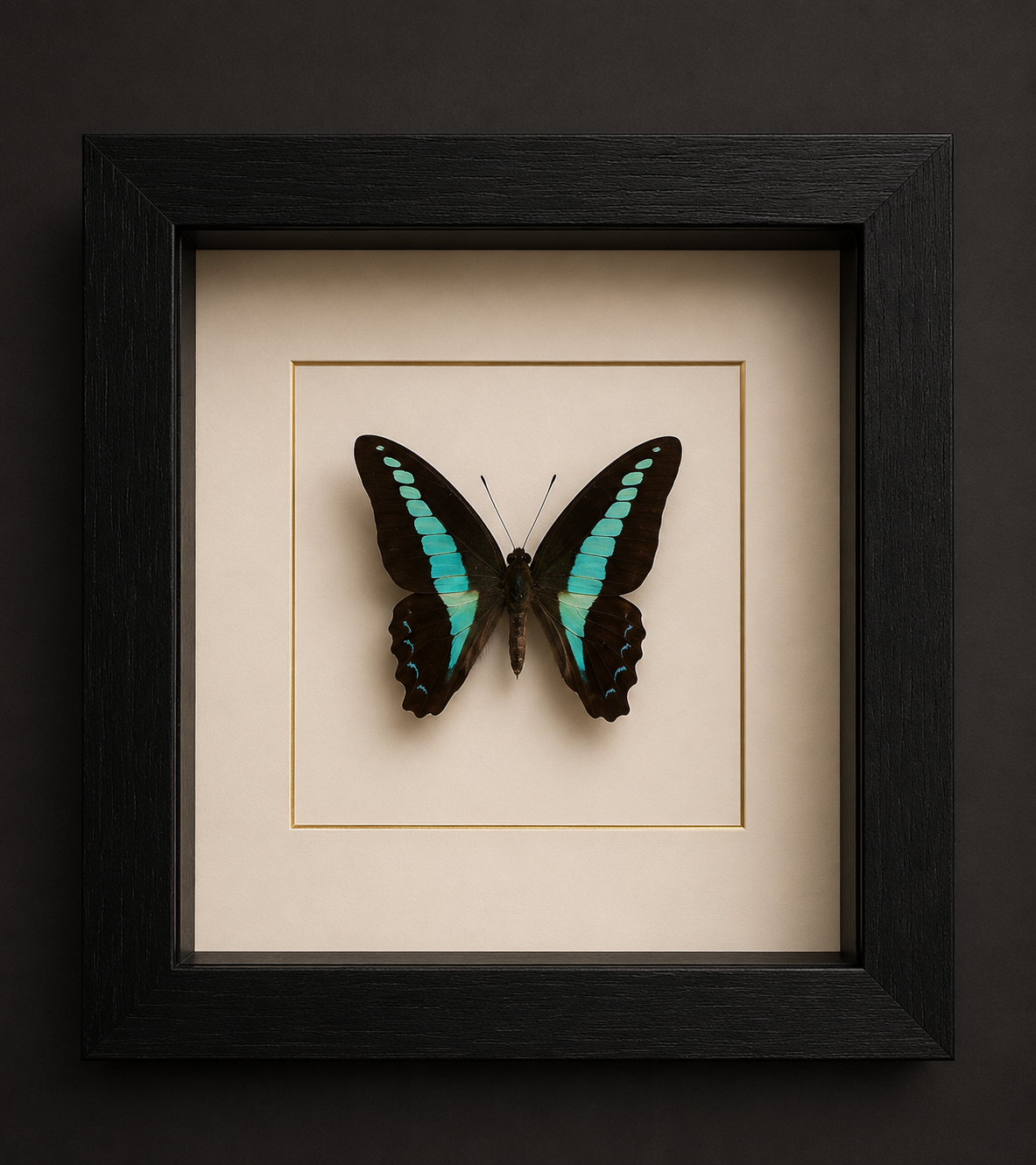 Graphium Sarpedon