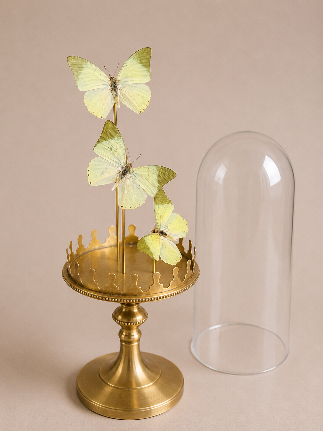 papillon verts